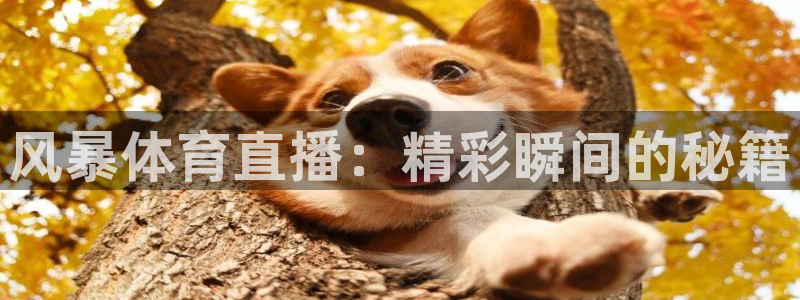 风暴体育直播：精彩瞬间的秘籍
